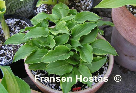 Hosta Imp